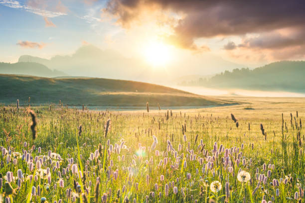 How to Describe a Meadow in a Story (06 Best Tips)